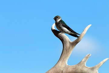 Swallow on caribou antler Alaska