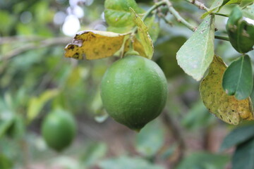 Lemon Tree With Fresh Lemon 