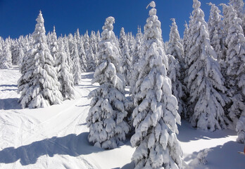 Snow covered pine forest in beautiful winter scenery