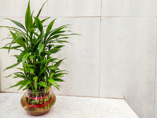 Lucky bamboo plant in glass vase with green leaves aka Dracaena Sanderiana on Textured light colour background.