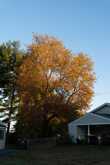 bright and colorful east coast Delaware fall foliage tree blossoming with clear blue sky in a backyard from neighborhood street 