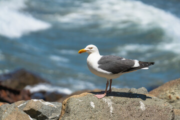 Fototapeta premium Seagull on the beach, close up portrait