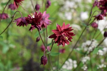 pink flowers in the garden
