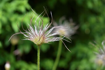 dandelion in the garden