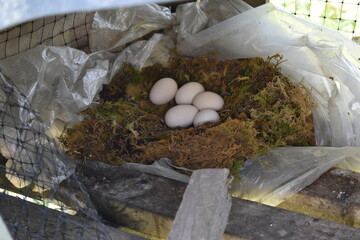 Nido ubicado en un gallinero de malla de plástico, con cinco huevos blancos. © Daniel
