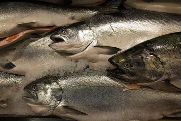 Fresh salmon for sale at a seafood market in Seattle, WA
