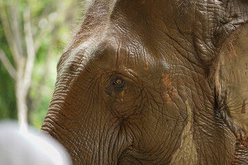 Close Elephant eye and face detail