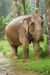 Nature Elephant living green forrest