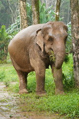 Fototapeta premium Nature Elephant żyjący zielony las