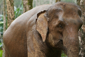 Nature Elephant living green forrest