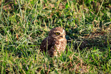Owl - Coruja-buraqueira Athene cunicularia 