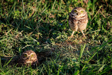 Owl - Coruja-buraqueira Athene cunicularia 