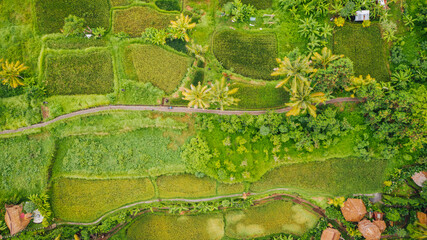 Aerial view of path winding through rice terraces in Ubud, Bali, Indonesia countryside