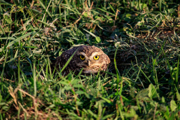 Owl - Coruja-buraqueira Athene cunicularia 