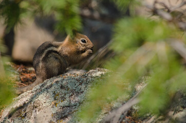 Naklejka na ściany i meble Ground squirrel eating on a rock in the woods.