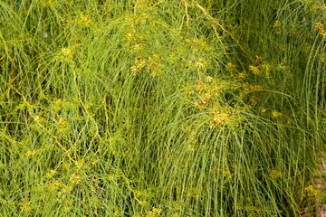 Detalle de ramas y flores de Parkinsonia aculeata , textura	