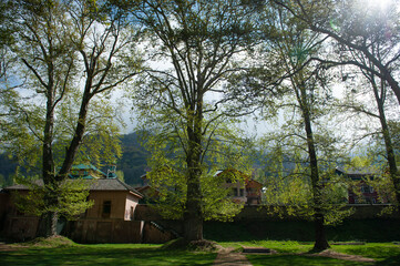 Fototapeta na wymiar C-0033 tree lined Photographed in the world-famous Joy Garden in Srinagar, India in April 2019. 