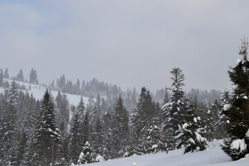 Beautiful winter view of landscape of mountains, forest and meadows in the Carpathians in snow weather 