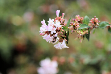 Western Honey Bee collecting nectar from Abelia flower, South Australia