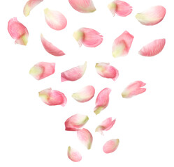 Set of flying fresh peony petals on white background