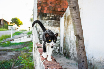 Abandoned stray cat