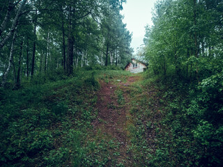 Beautiful forest landscape. Green trees in the forest.
