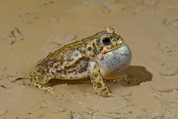 croaking Natterjack toad / rufende Kreuzkröte (Epidalea calamita, Bufo calamita)