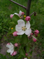 Pink, white flowers in the apple trees orchard. Branches are blooming in rainy, cloudy day weather on a blurry green grass background with copy space and tabs for text in spring