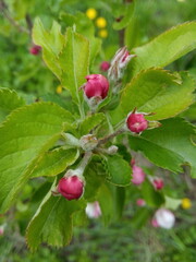 Pink, white flowers in the apple trees orchard. Branches are blooming in rainy, cloudy day weather on a blurry green grass background with copy space and tabs for text in spring