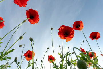 Poppy flower against the Blue Sky.