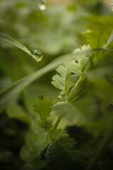 gota de lluvia macro
