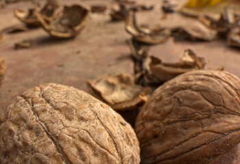 cascara de nuez mariposa