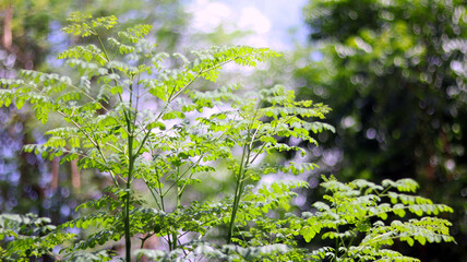 Green trees plant with leaves isolated in green bokeh blurred background with blue sky, can use as blurred background. Selective focus on foreground. Natural evergreen concept in summer season.