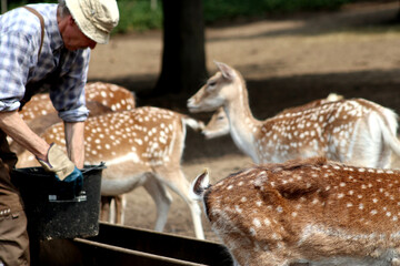 Feeding time for the fellow deer herd