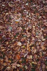 autumn leaves background
