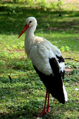 A stork in a green meadow.