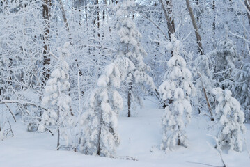 Winter Siberian forest, Omsk region
