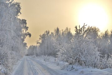 Winter Siberian forest, Omsk region