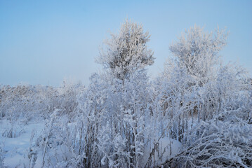 Winter Siberian forest, Omsk region