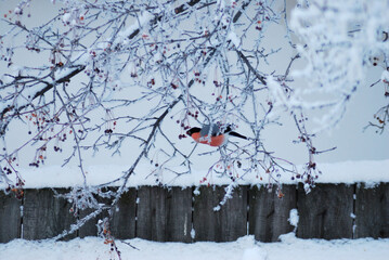 Bird bullfinch