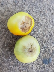 Blossom-End Rot on tomato caused by calcium deficiency.