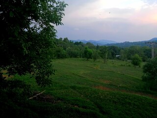 morning in the forest