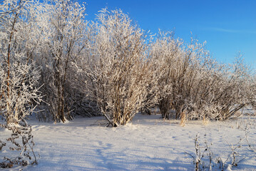 Evening on the Irtysh River, Omsk region, Siberia, Russia