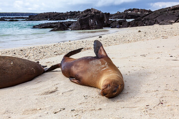 A female sea lion