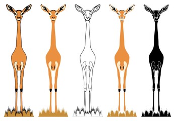 Gerenuk, African animal in front view.