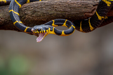Mangrove snake in defensive mode