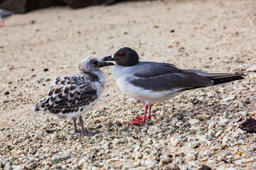 Gull furcatus on Genovesa Island