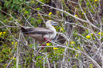 Red-footed booby in its habitat