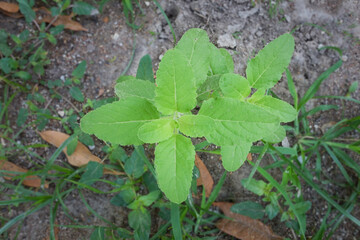 close up of fresh basil leaves