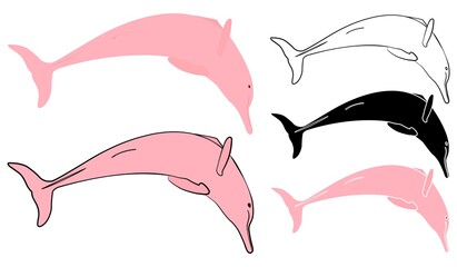 Boto cor de rosa in front view.